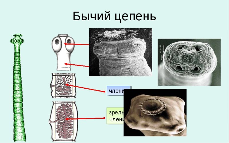 Строение ленточного червя бычий цепень