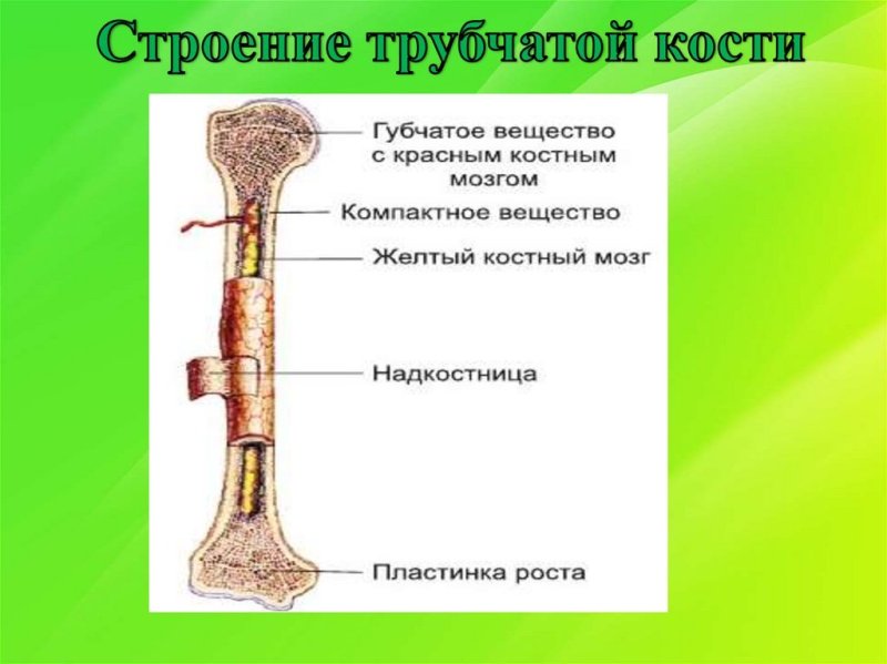 Трубчатая кость строение на ЕГЭ