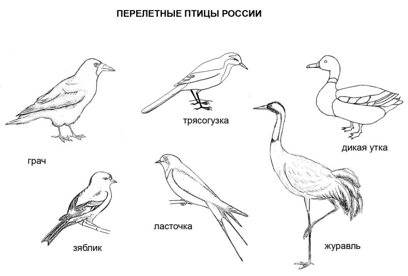 Перелетные птицы России раскраска