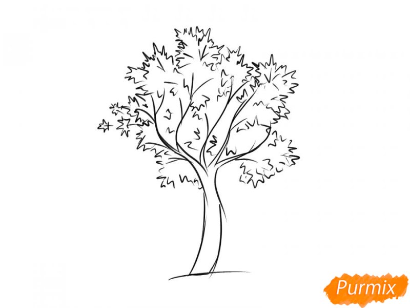 Дерево клен рисунок карандашом