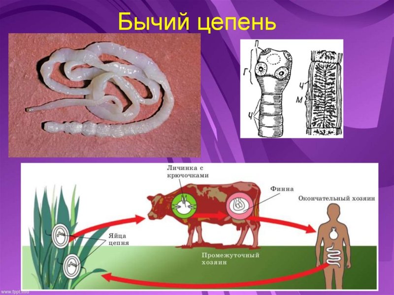 Финнозная стадия бычьего цепня