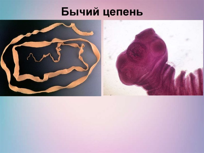 Ленточные черви бычий цепень