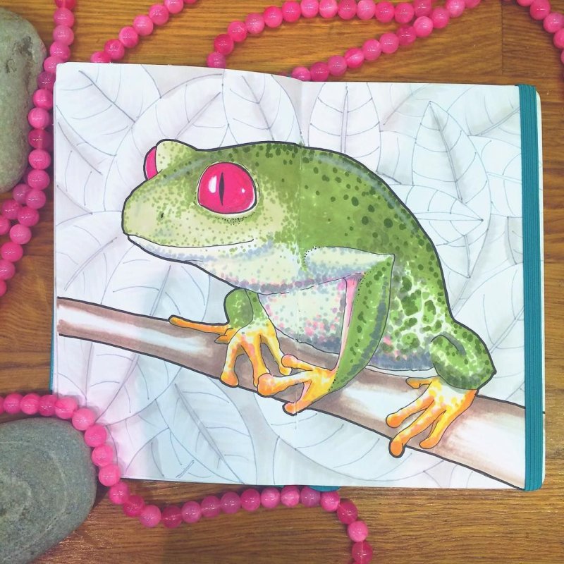 Рисунки лягушек в скетчбуке