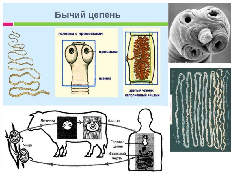 Ленточные черви бычий цепень