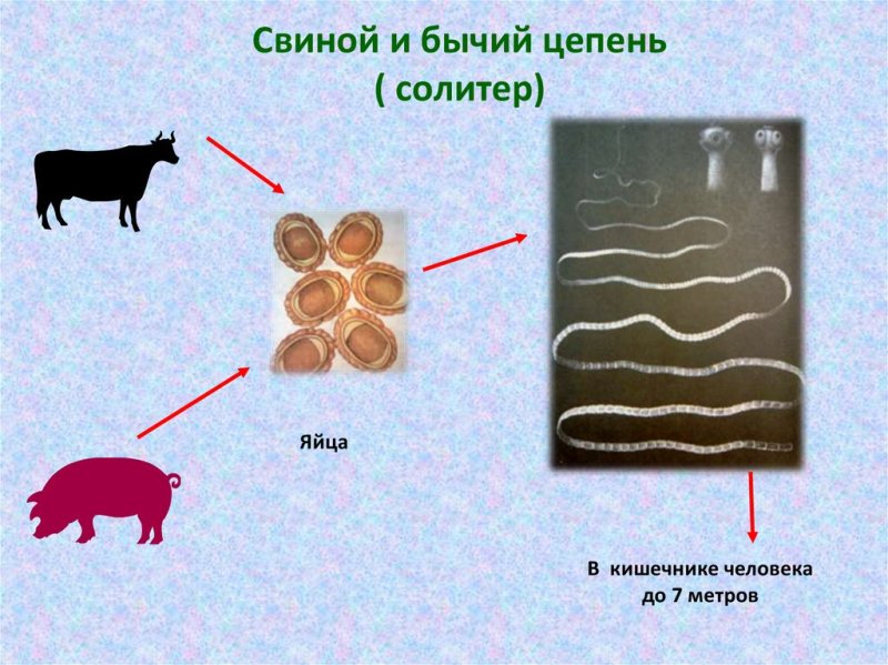 Ленточные черви свиной бычий цепни