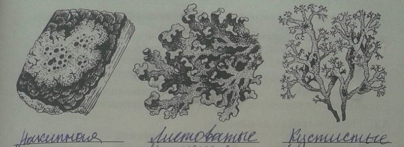 Накипные лишайники рисунок карандашом