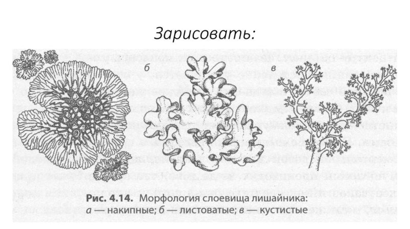 Накипной таллом лишайника