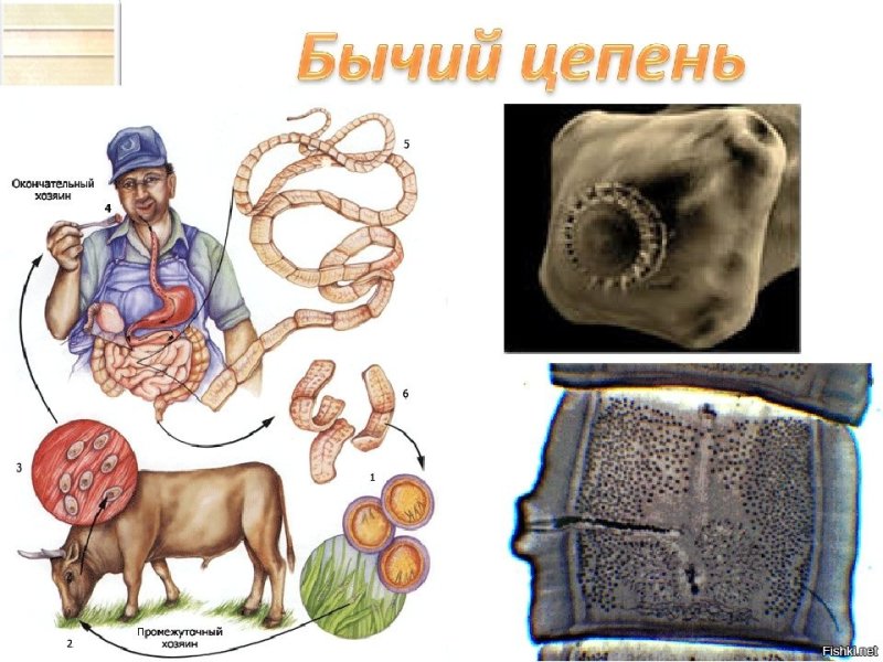 Ленточный червь бычий цепень