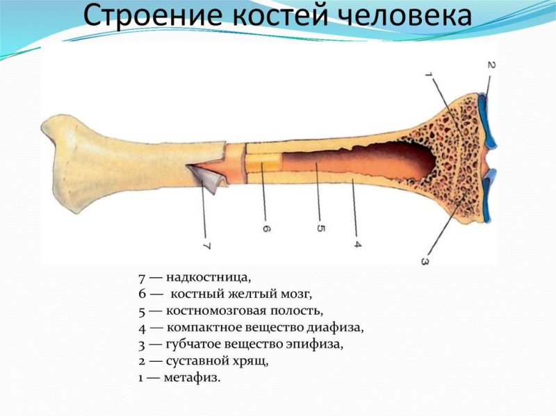 Строение трубчатой кости биология 8
