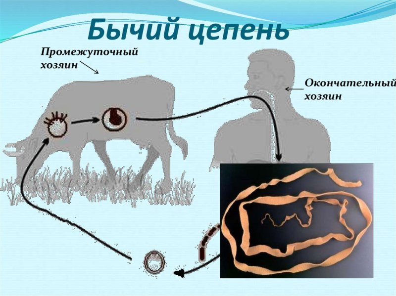 Взрослая особь бычьего цепня