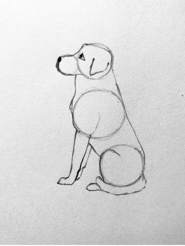 Собака для срисовки карандашом