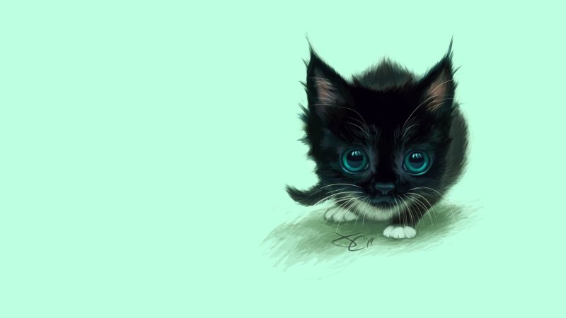 Черный котенок