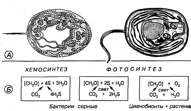 Виноградский хемосинтез