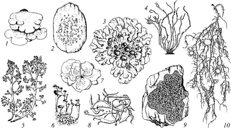 Rhizocarpon лишайник
