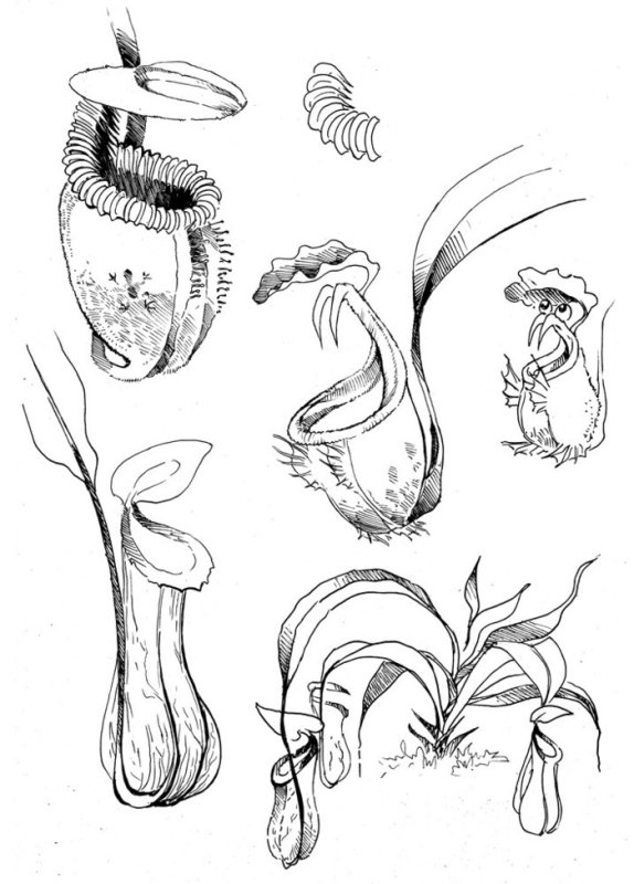 непентес кувшинчатый