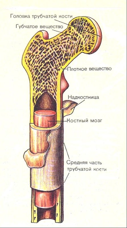 Строение трубчатой кости человека рисунок