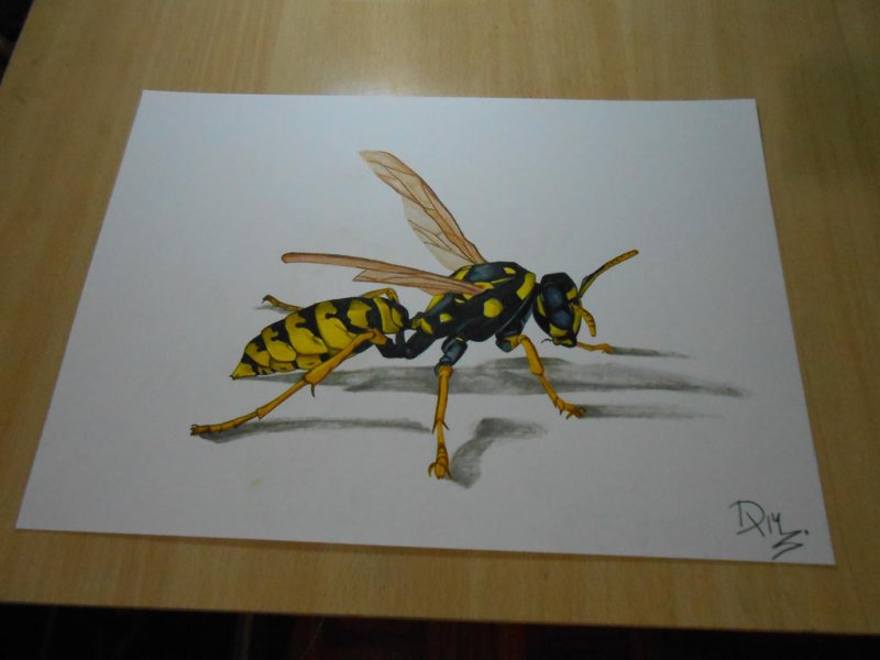 Красивый рисунок осы