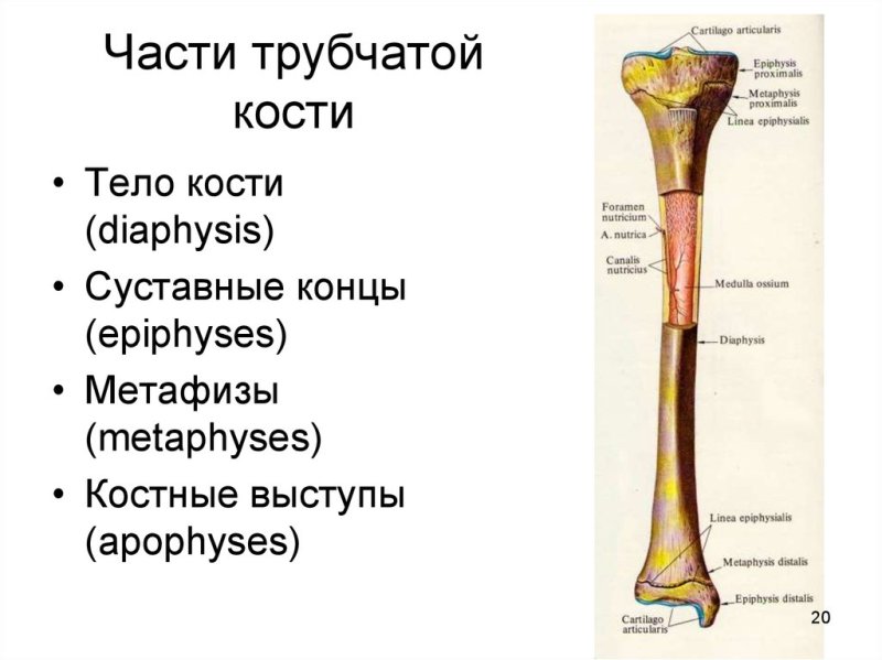 Схема строения трубчатой кости человека