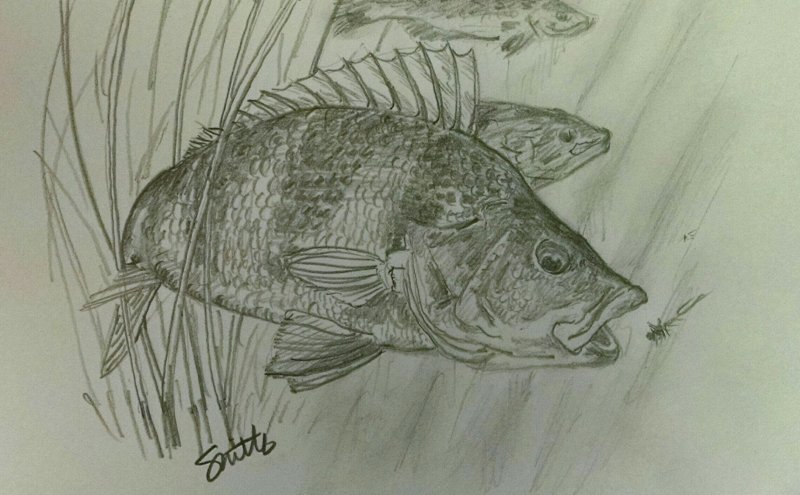 Карандашный рисунок окунь