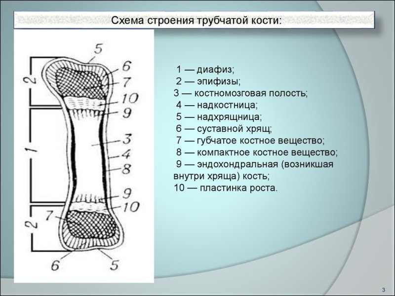 Нарисуйте схему строения трубочной кости