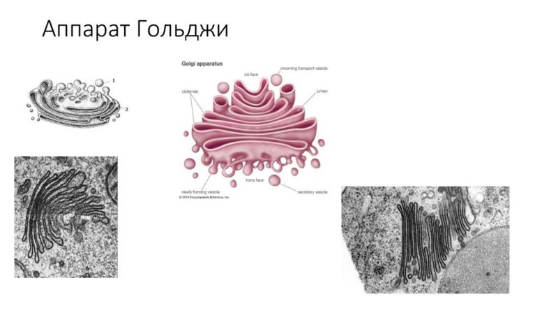 Электрограмма аппарата Гольджи