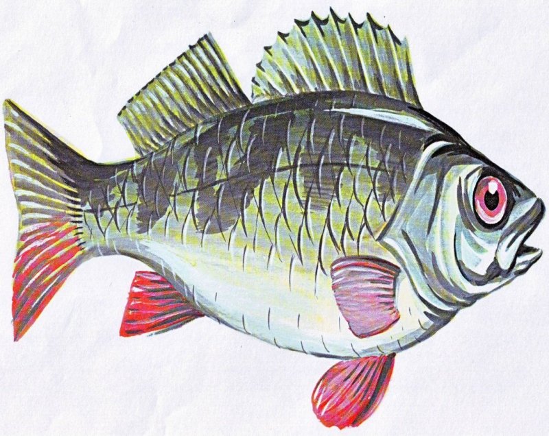 Речной окунь