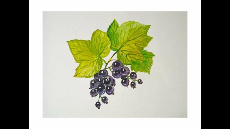 Черная смородина рисунок