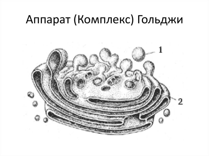 Ультраструктура аппарата Гольджи