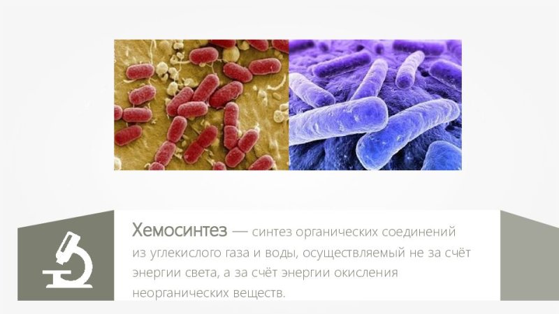 Хемосинтезирующие бактерии
