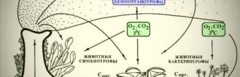 Автотрофное питание, фотосинтез, хемосинтез.