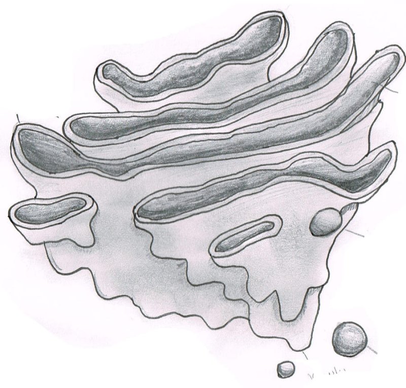 Golgi Complex