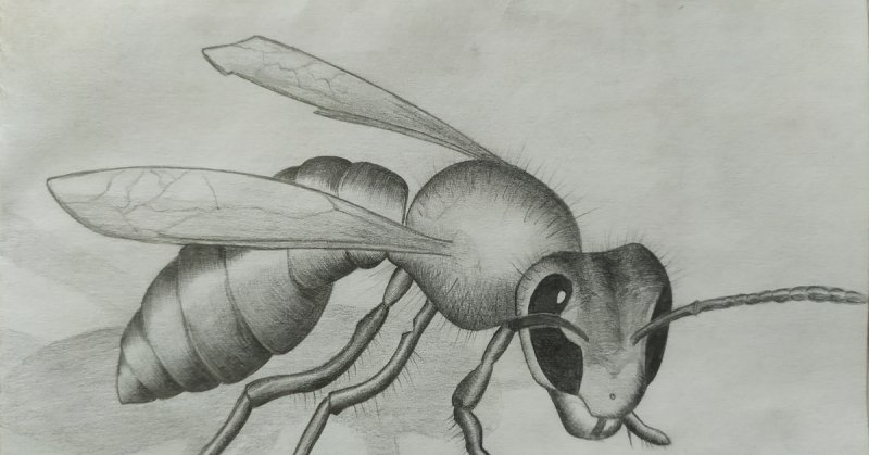 Шершень рисунок