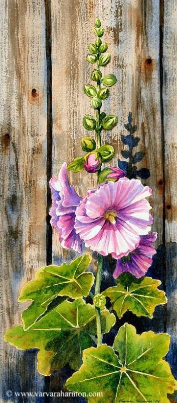 Мальвы Кристенсен