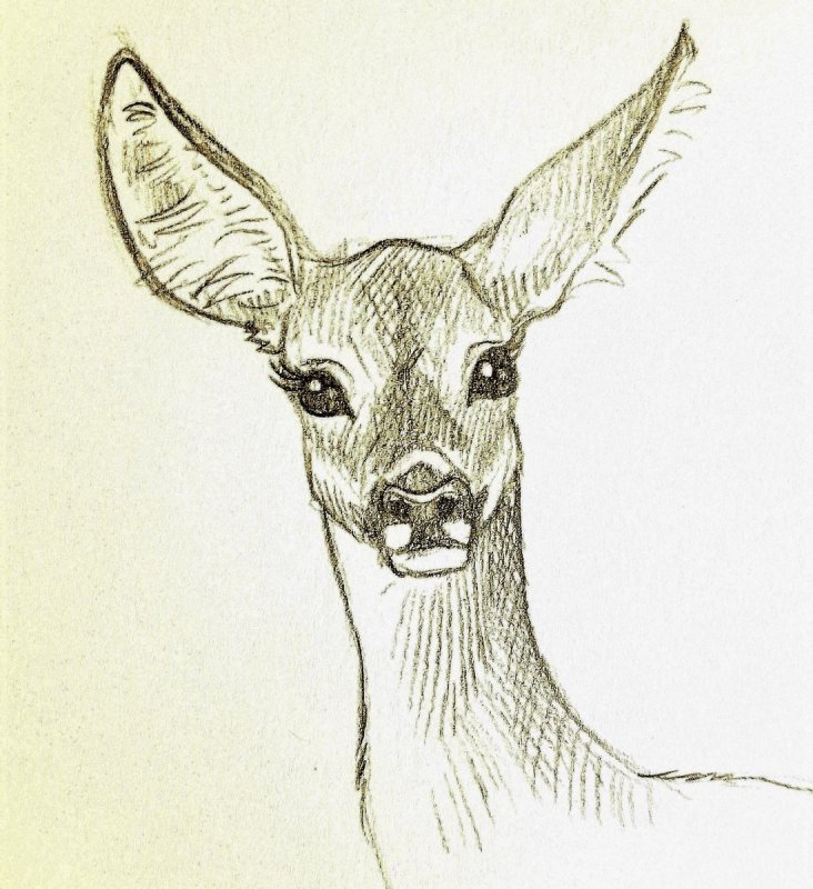 Косуля легкие