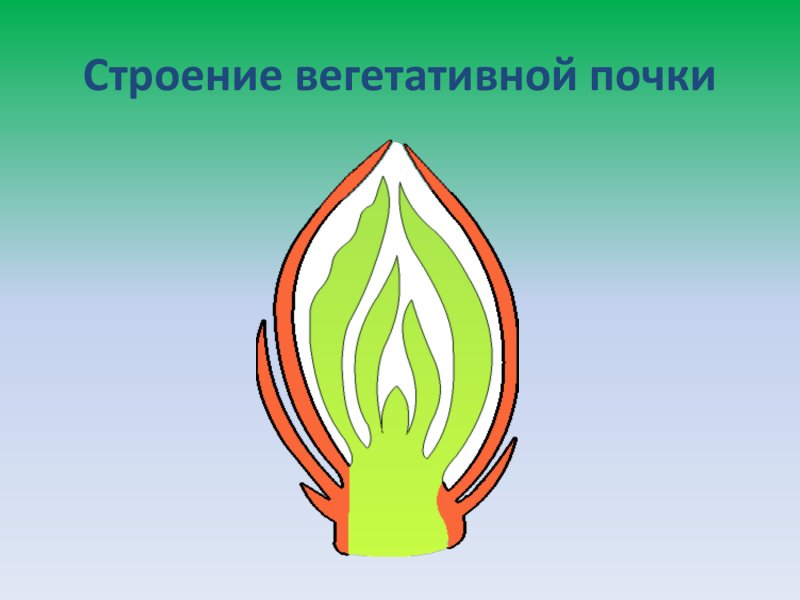 Вегетативная почка почка