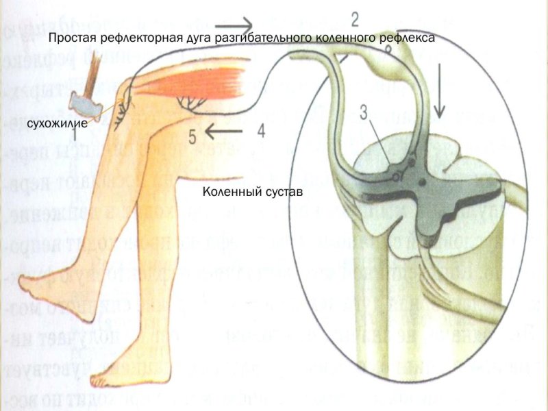 Рефлексная дуга коленного рефлекса
