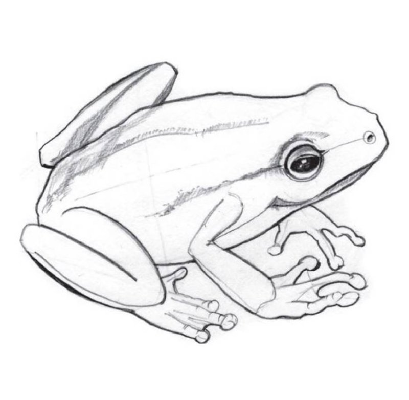 Лягушка рисунок для детей карандашом