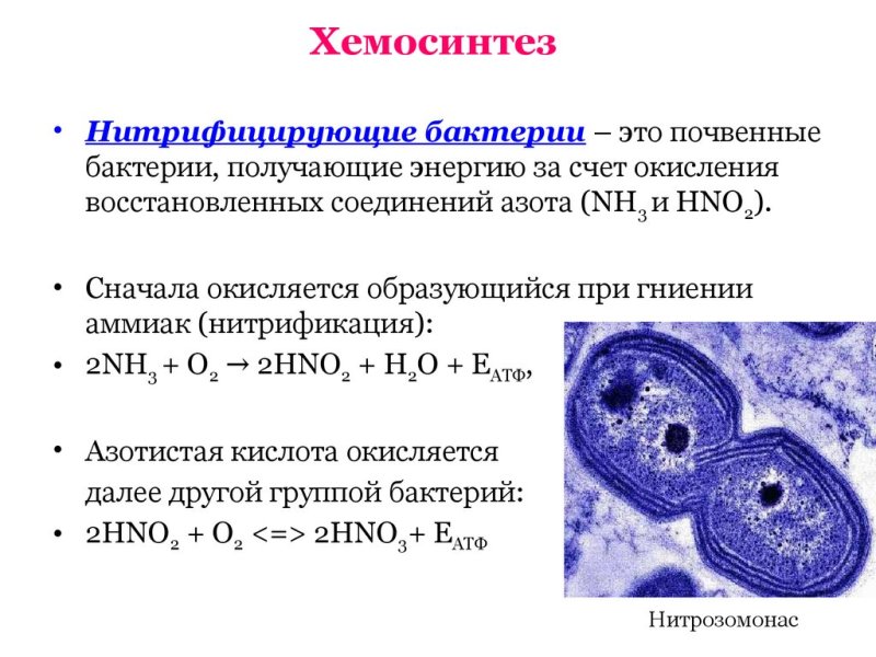 Хемосинтез серобактерии