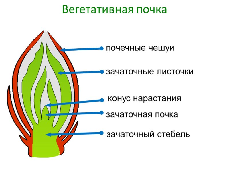 Строение вегетативной листовой почки