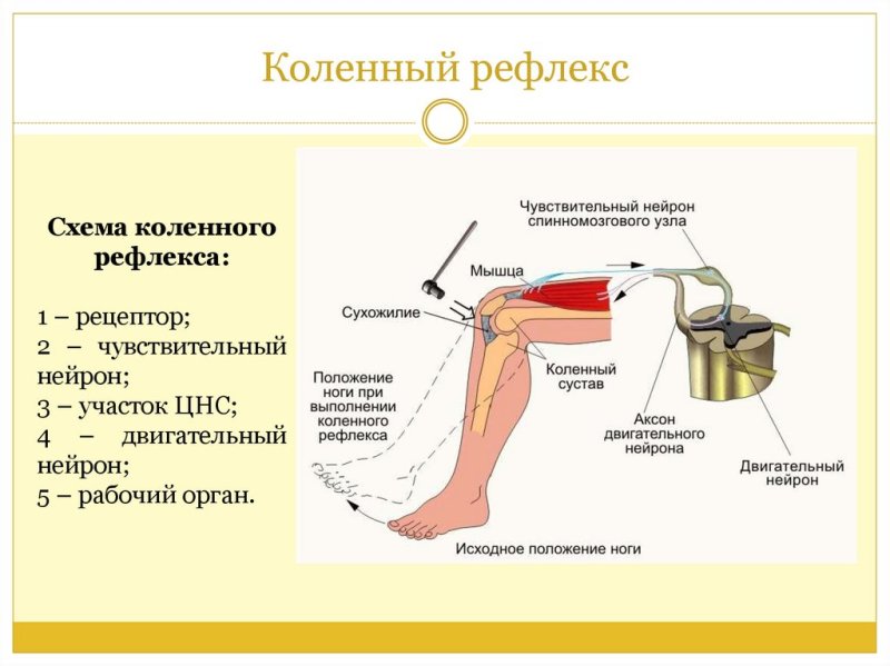 Рефлекторная дуга коленного рефлекса