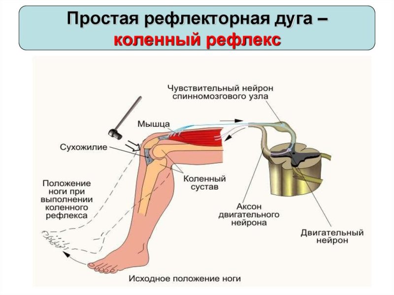 Рефлекторная дуга человека строение нога
