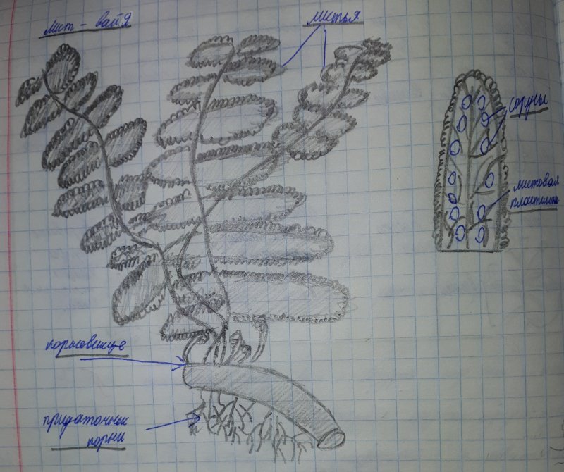 Папоротник рисунок