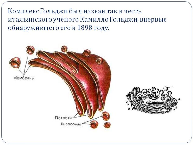 Схематическое изображение аппарата Гольджи