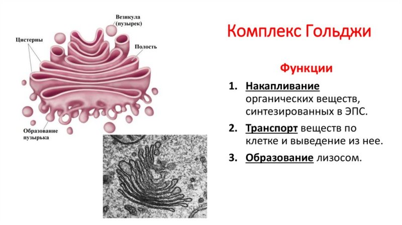 Аппарат Гольджи характеристика