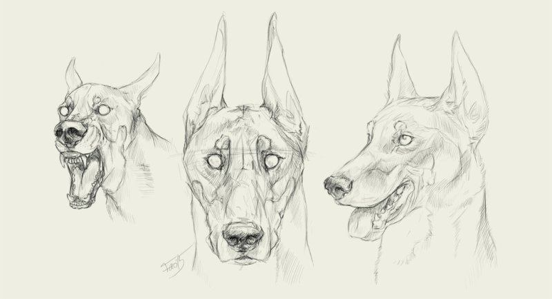 Доберман референс анатомия