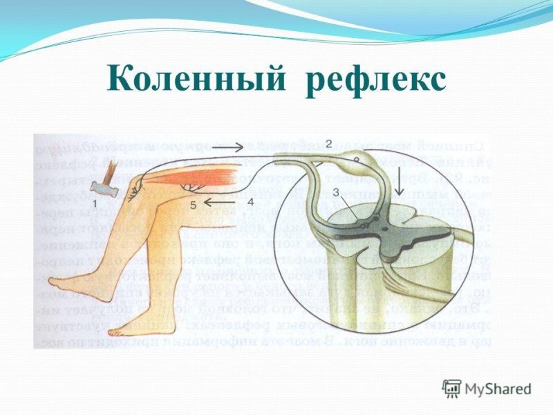 Рефлекторная дуга коленного рефлекса схема с подписями