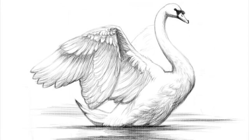 Лебедь
