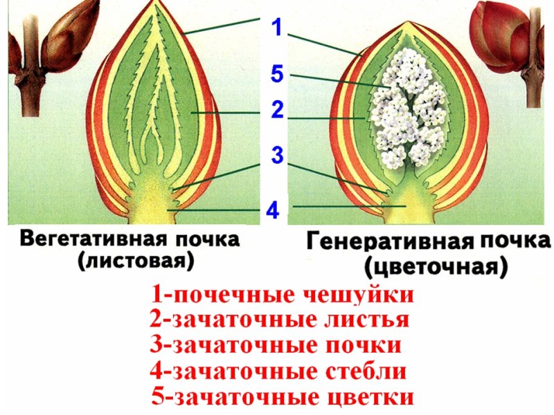Строение генеративной почки