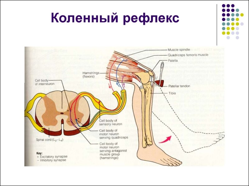 Рефлекторная дуга коленного рефлекса