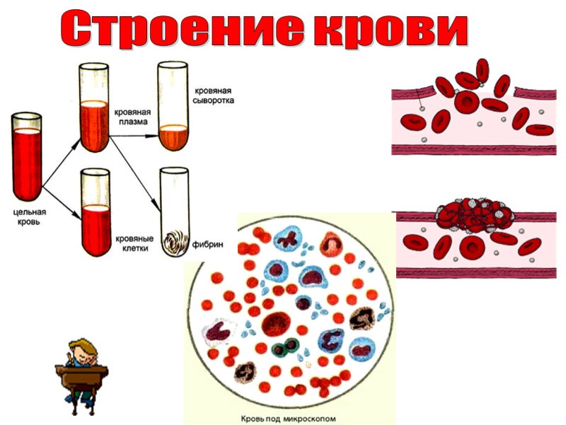 Схема строения крови